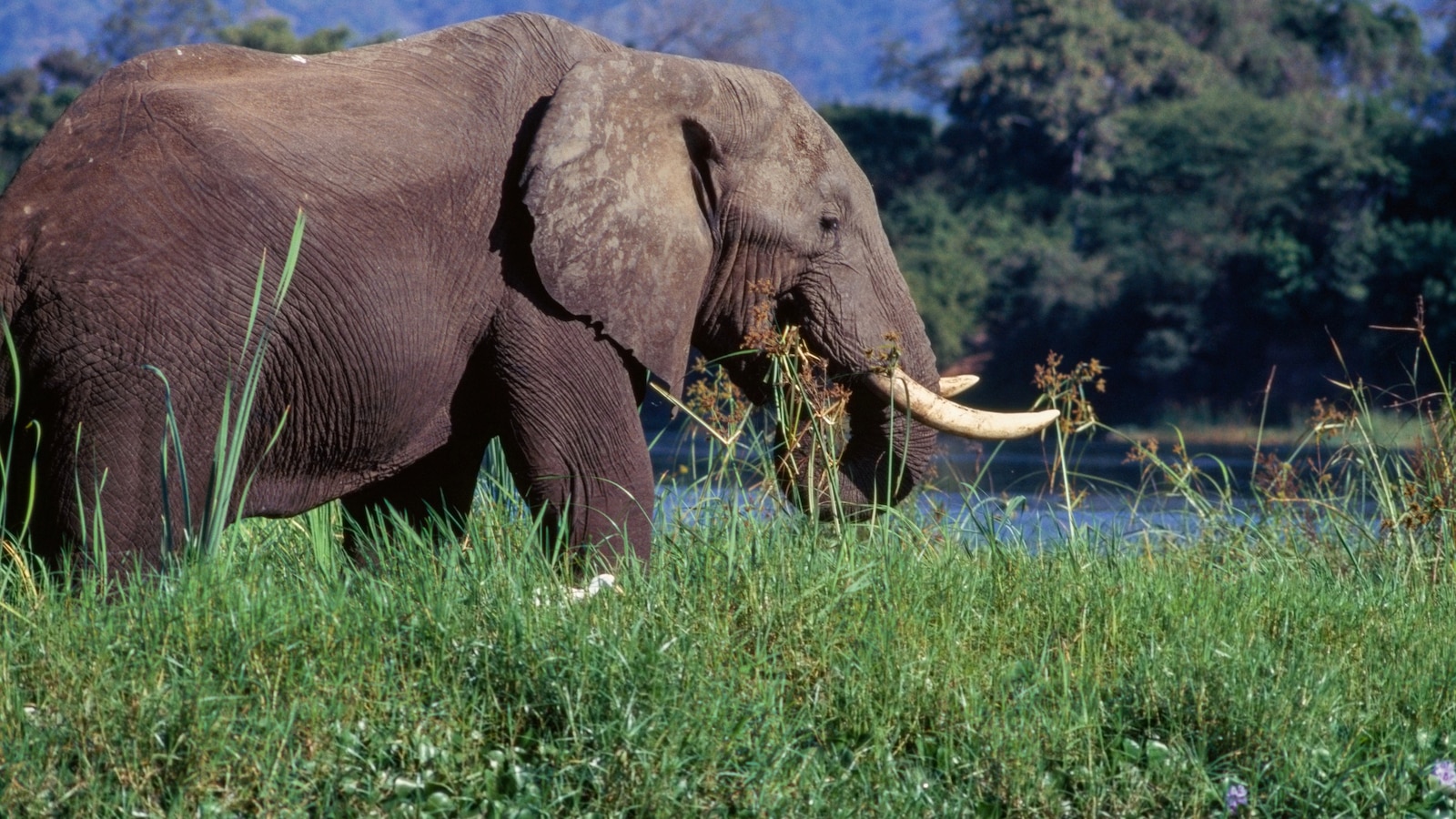 Elderly American tourist killed in elephant attack while on safari in Zambia [Video]