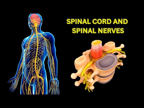 Spinal cord and Spinal nerves [Video]