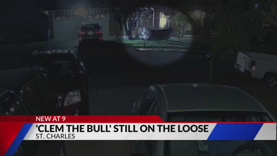 Clem the bull breaks free, still on the loose in St. Charles [Video]