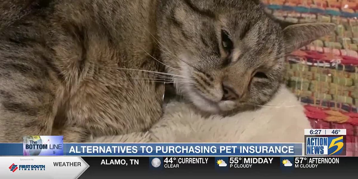 Bottom Line: Alternatives to purchasing pet insurance [Video]