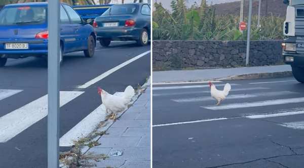 Determined Chicken Uses A Crosswalk To Cross A Busy Road [Video]