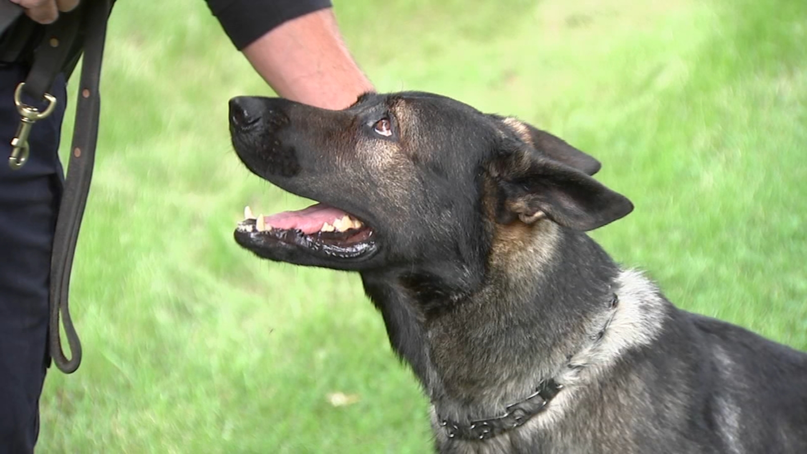 Lake County Sheriff’s Office K9 Deputy Dax retires after serving 9 years with Deputy John Forlenza, recovering from on-duty injury [Video]