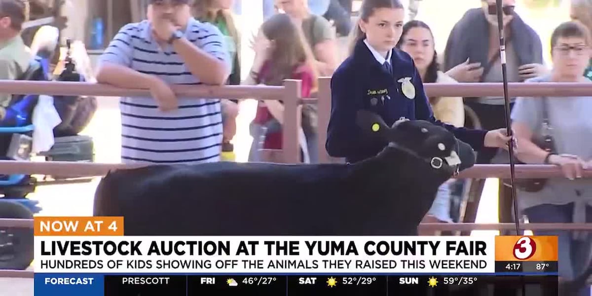 Yuma County Fair hosts junior livestock auction [Video]