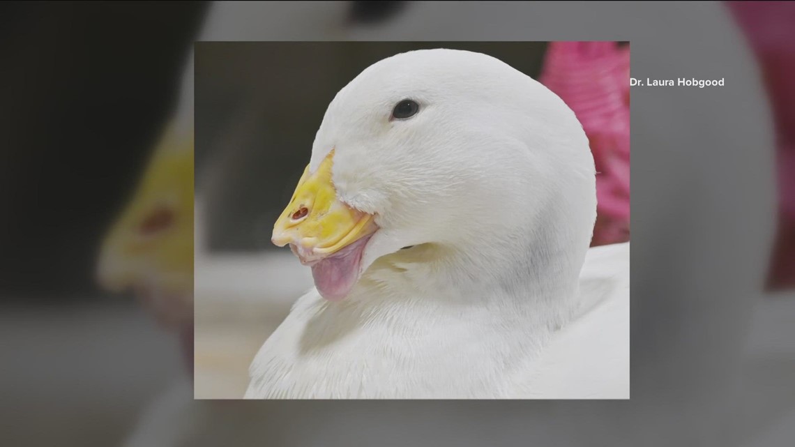 Texas students save duck with 3D-printed bill [Video]