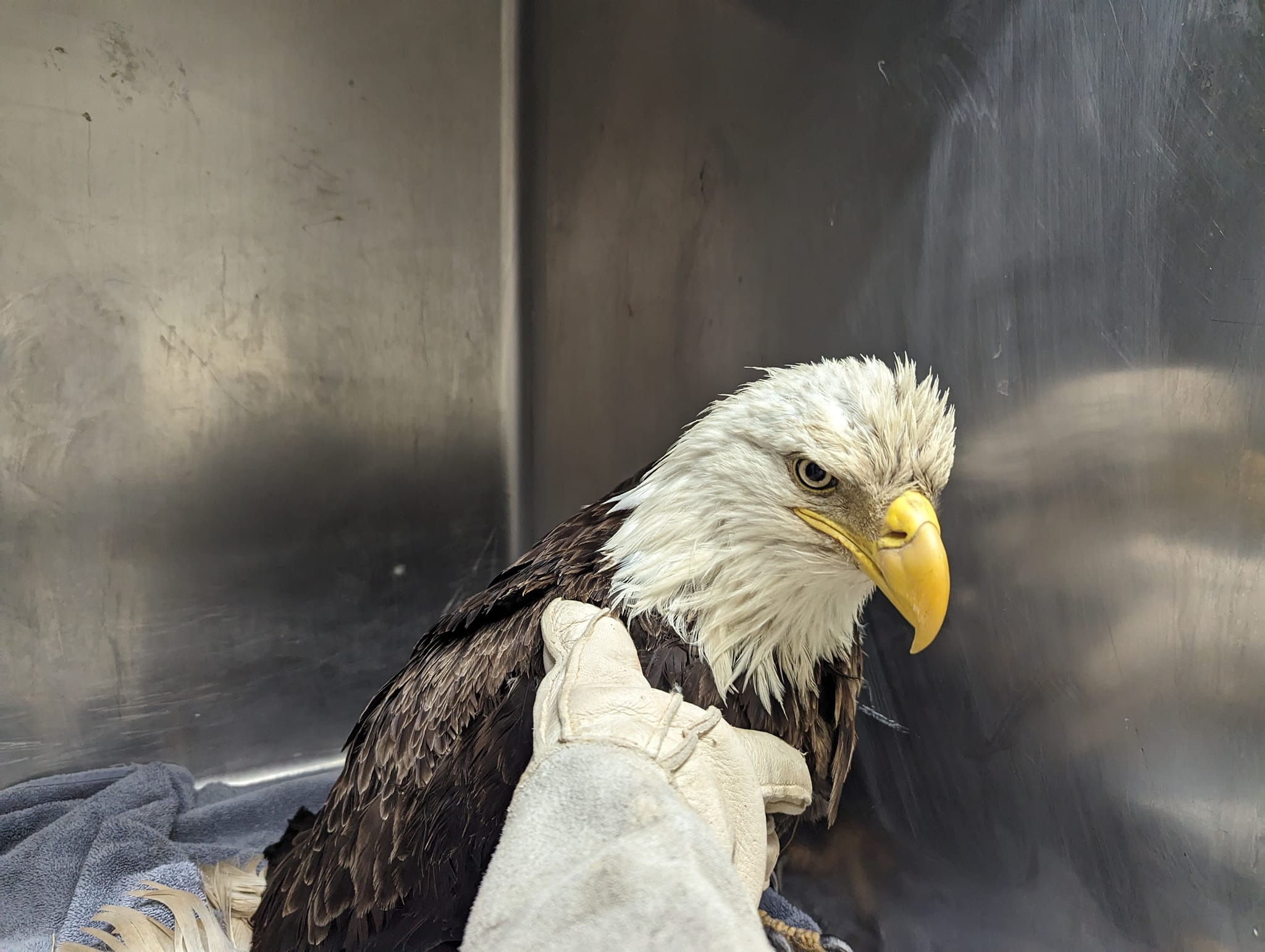 Injured eagle rebounds at Indiana wildlife rehab center [Video]