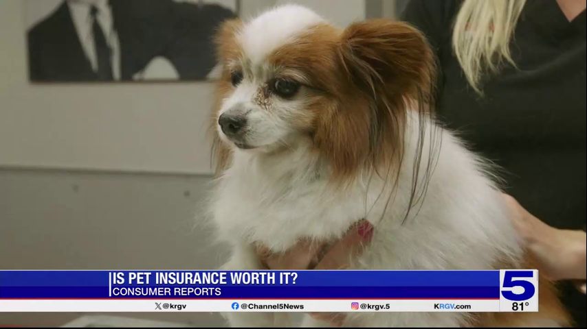 Consumer Reports: Is pet insurance worth it? [Video]