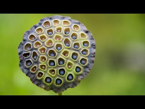Understanding Trypophobia - Causes, Effects, and How to Cope (3 Minutes) [Video]