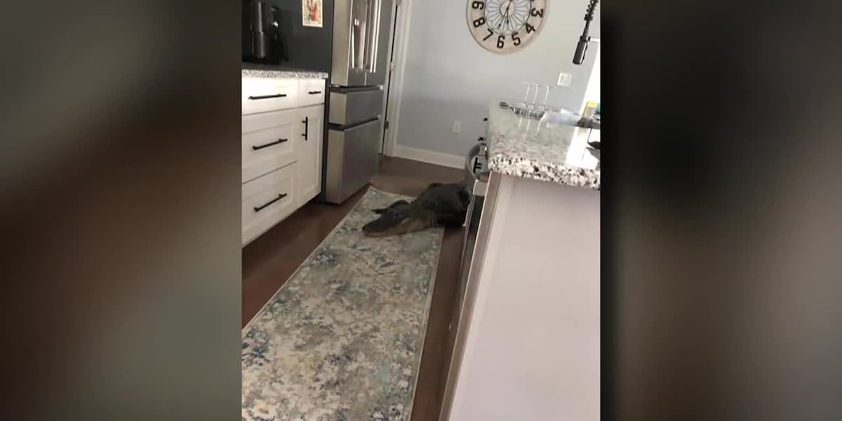 Nearly 8-foot alligator crawls into woman’s kitchen [Video]