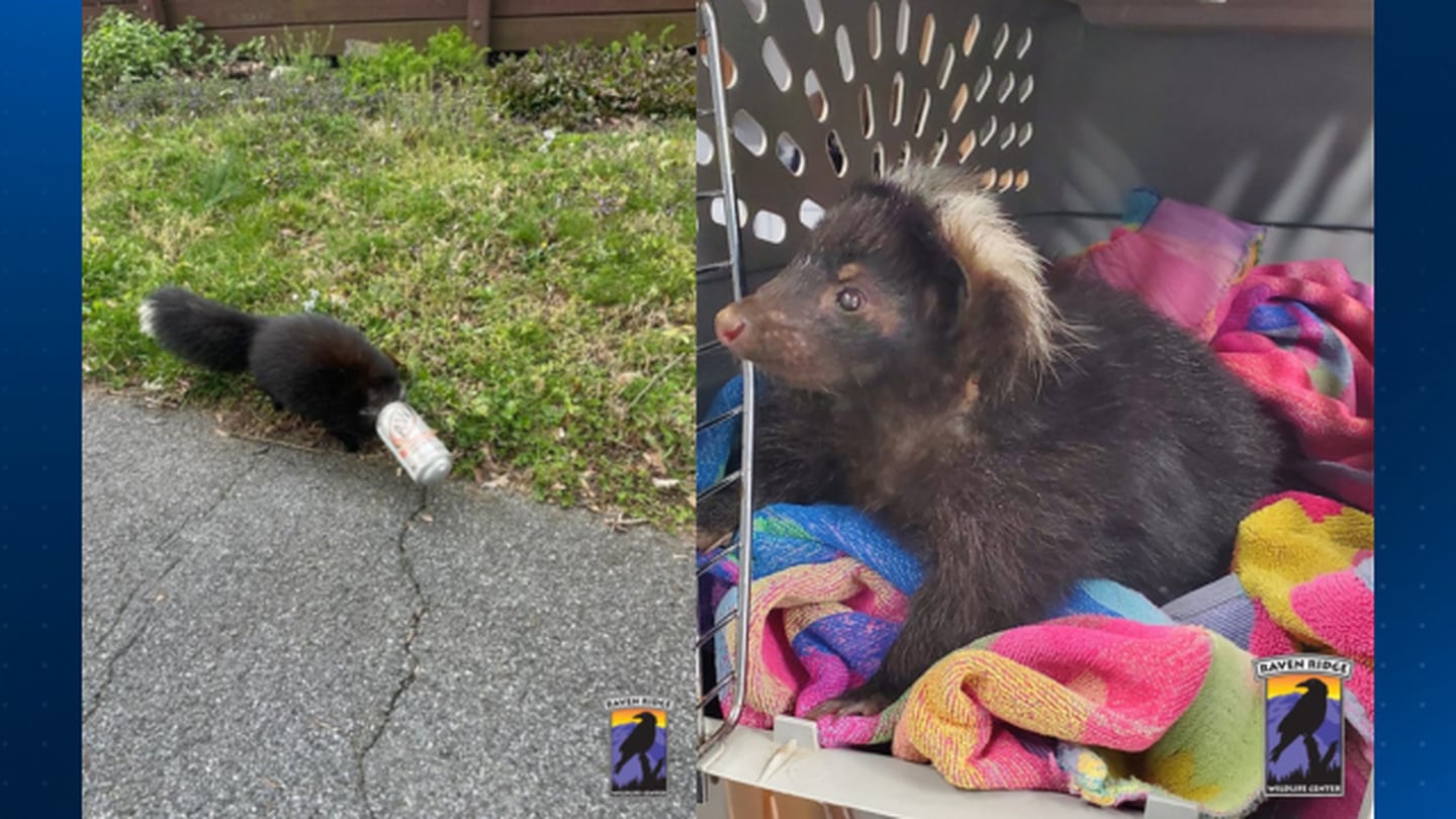 Pennsylvania wildlife rehabilitation center saves mother skunk with can stuck on head  WPXI [Video]