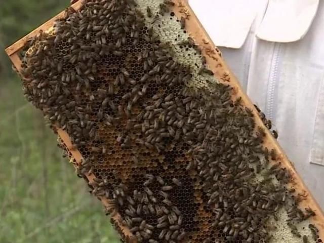 Rocky Mount girl abuzz with spirit for beekeeping, fills a need when swarm comes to campus [Video]