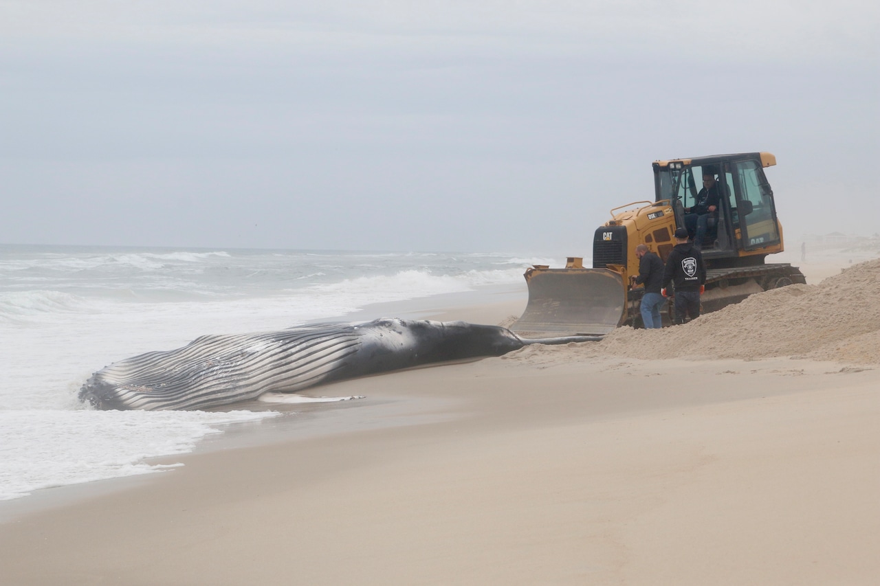 Dead humpback whale found on Jersey Shore beach had skull, vertebrae fractures [Video]