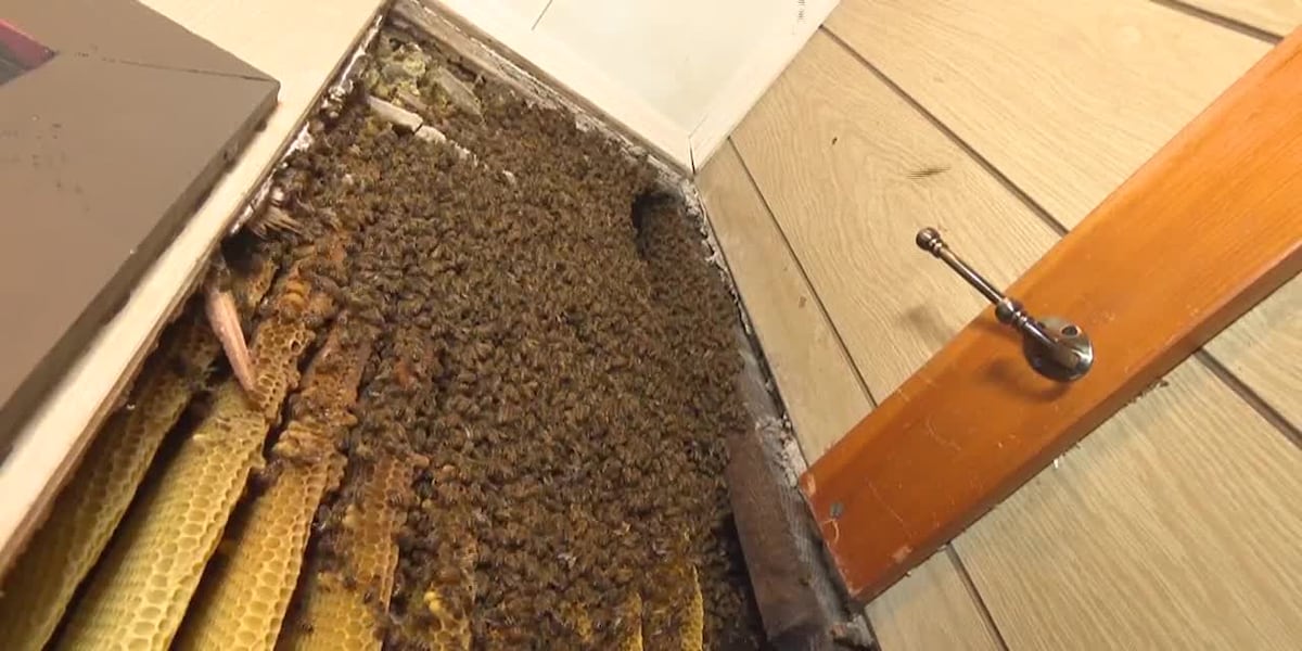Homeowner finds giant hive swarming with thousands of honeybees behind her home