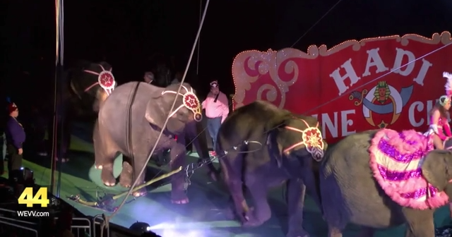Elephants being removed from Evansville’s Hadi Shrine Circus | Video