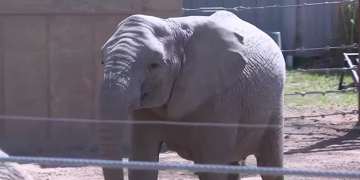 Sedgwick County Zoo announces 2025 baby boom [Video]