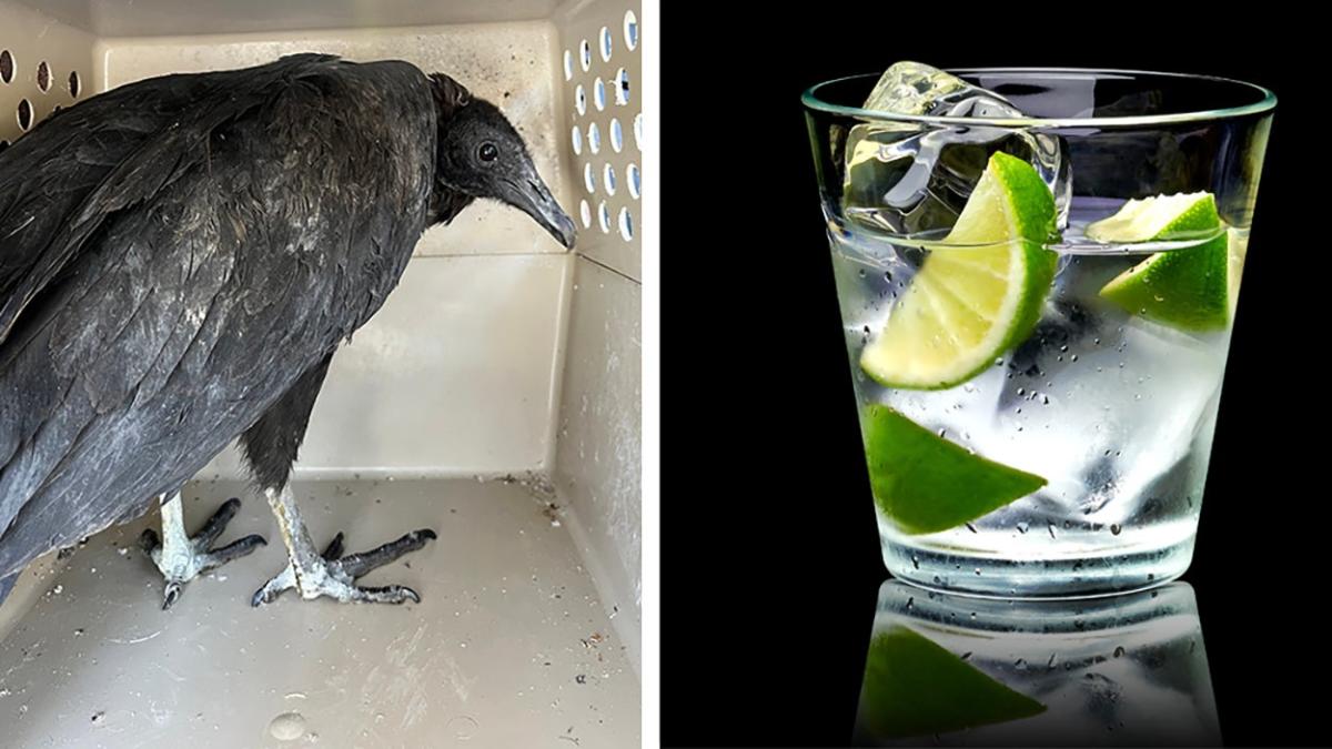 Drunk vultures found near death until Connecticut wildlife refuge turned into 