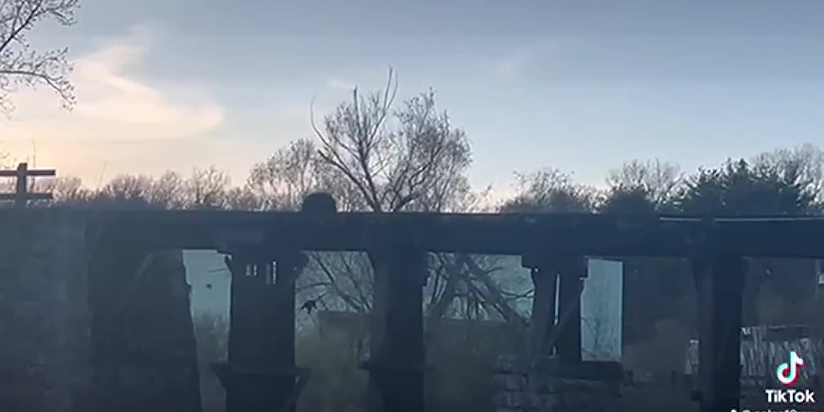 WATCH: Momma bear rescues cub after fall from trestle in Terryville [Video]