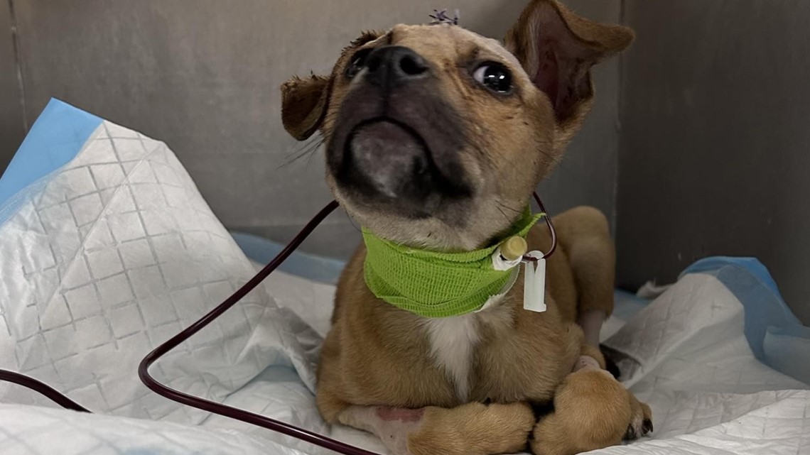 Puppy shot in the head expected to be okay [Video]