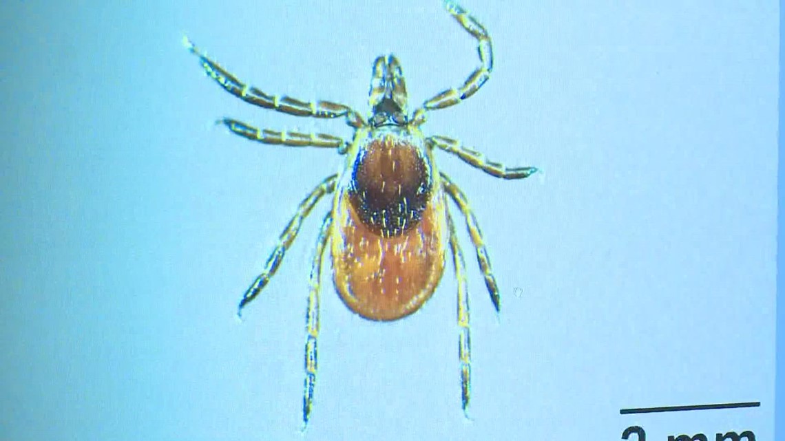 Experts share tips for safety and prevention ahead of tick season [Video]