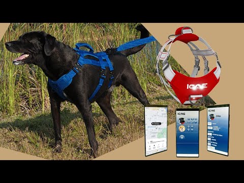 Discover the ICOE Smart Harness – High-Tech Comfort and Safety for Dogs! [Video]