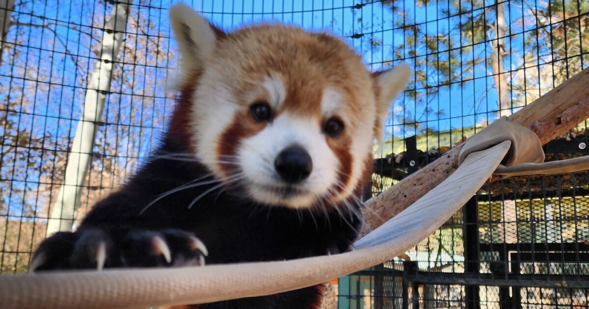 Red panda Scout at the Pueblo Zoo passes away unexpectedly [Video]