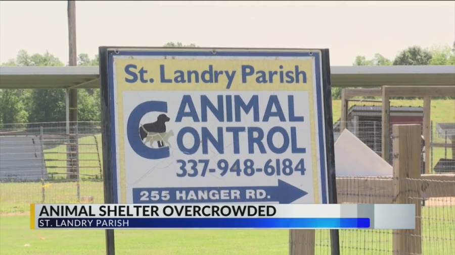 Animal shelter overcrowded and closed to new animals [Video]