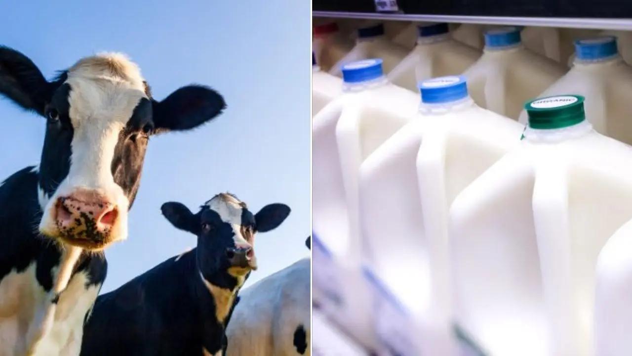 Bird flu virus found in grocery store milk, but no risk to customers, FDA says [Video]