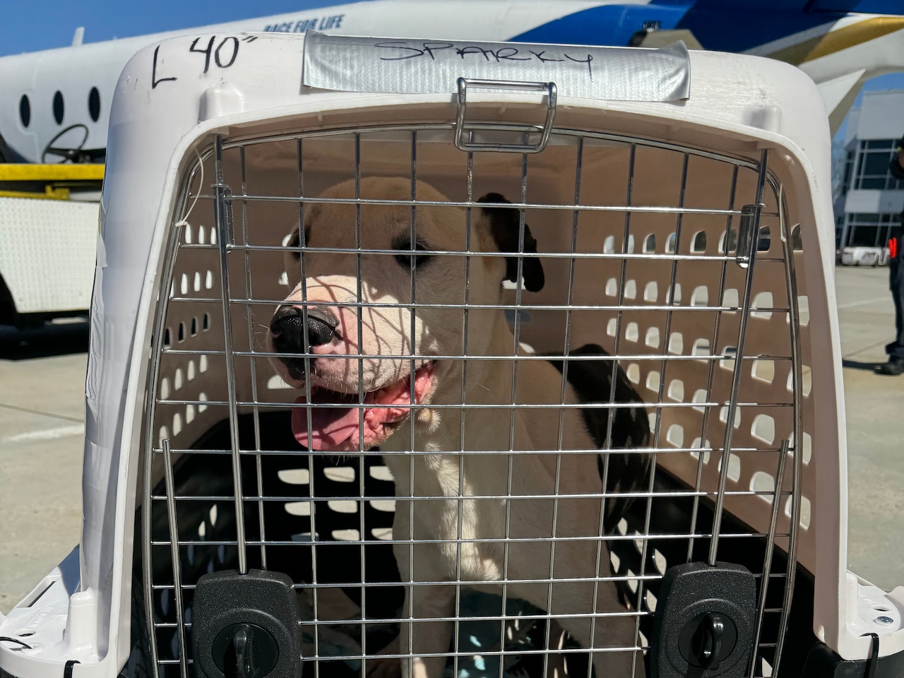 Two dozen large breed dogs flown to Mass. from Texas need new homes [Video]
