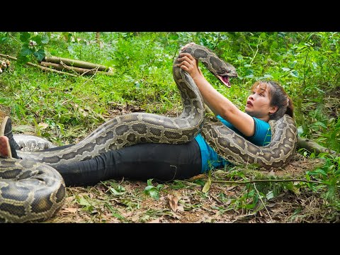 Fight for Survive: Escaping the Grip of a Giant Python in the Forest | Remote Village Life. [Video]