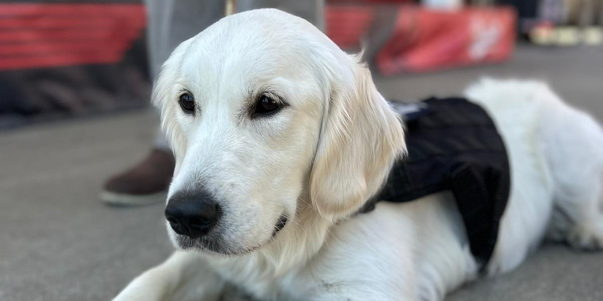 Cincinnati Police Department welcomes first therapy dog [Video]