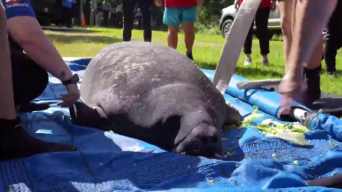 First lady DeSantis, daughter assist in rescued manatee release  WFTV [Video]