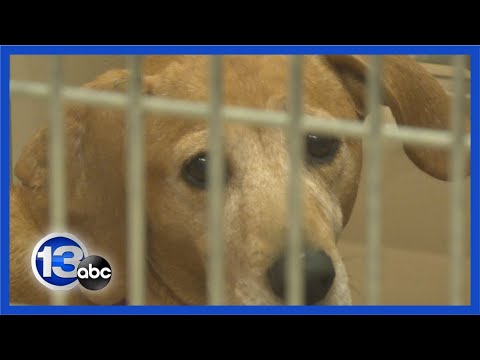 Animal shelter asks for community’s help after rescuing 120 dogs from home [Video]