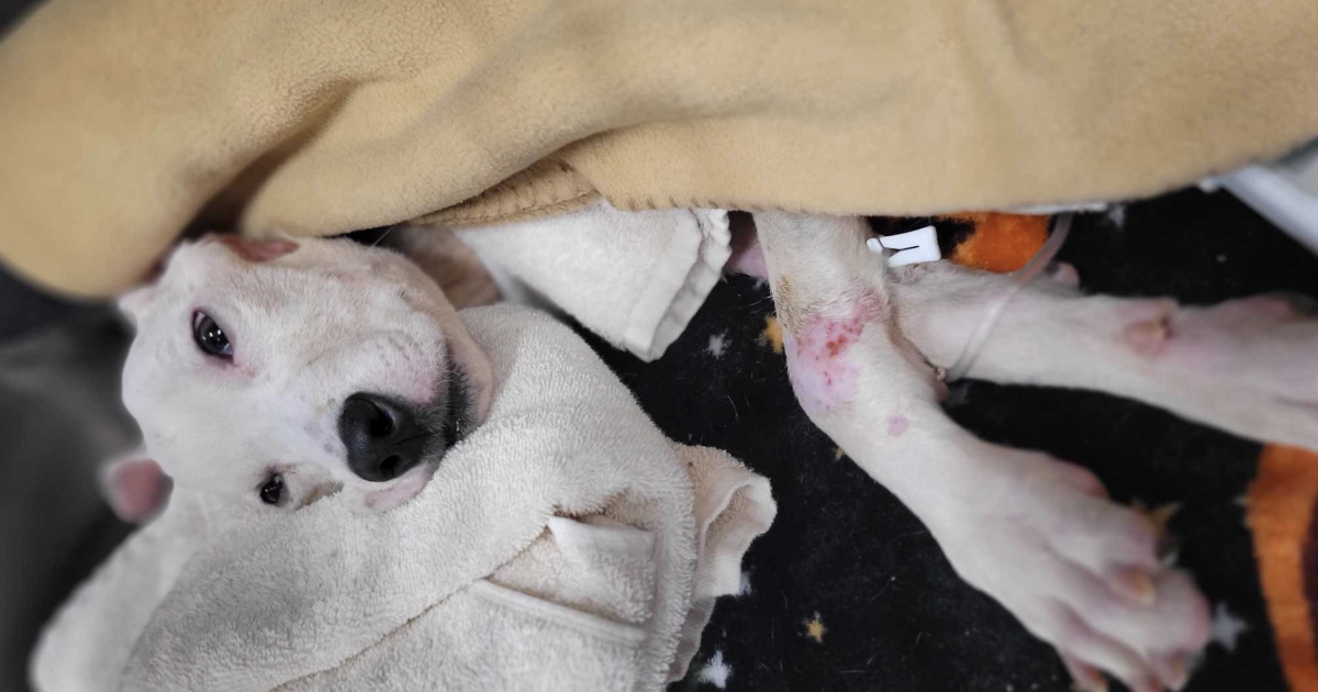 A devastating end to the short life of a courageous dog [Video]