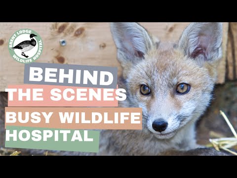 Brent Lodge Wildlife Hospital Video