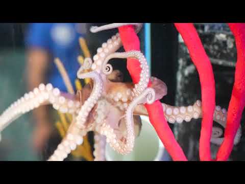 CMA’s Octopus Resident [Video]
