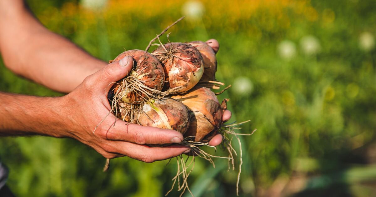 Keep onions fresh where ‘they will last quite a while’ with easy storage method [Video]