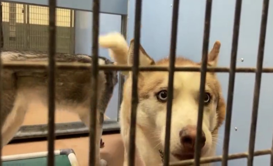 local animal shelters overcrowded with dogs [Video]