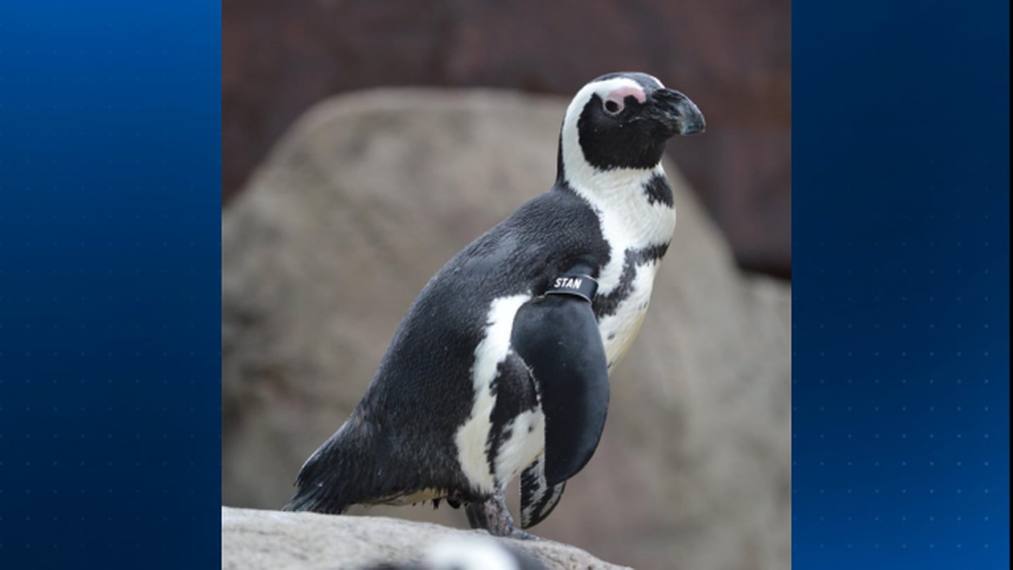 National Aviary mourning loss of its first penguin, Stanley  WPXI [Video]