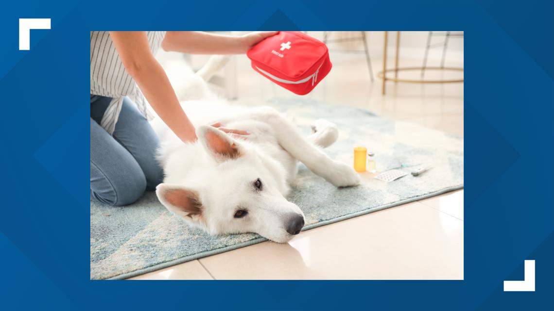 First-aid kit for dogs: What items you need to care for your dog [Video]