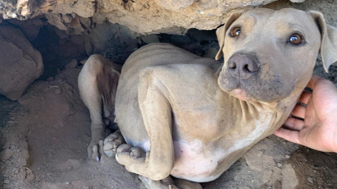 Injured dog rescued on Lookout Mountain in Phoenix [Video]