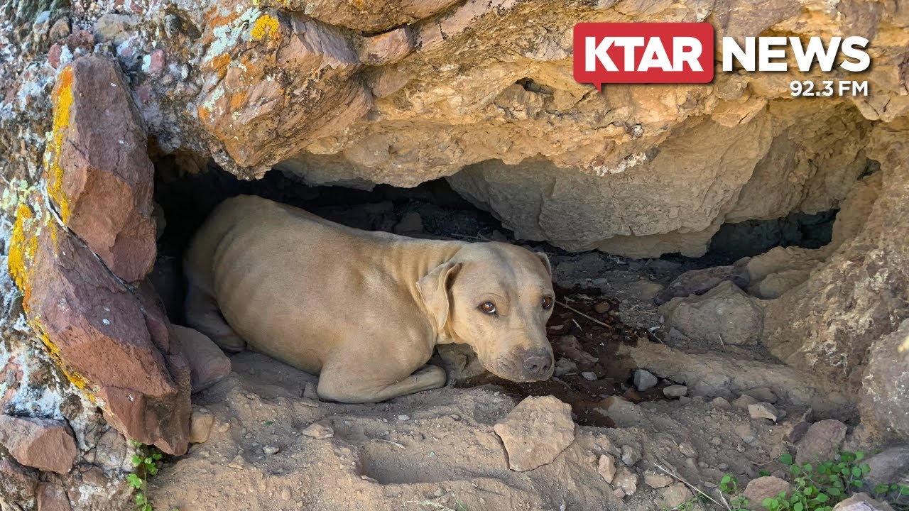 Video: Watch as 2-year-old Sharpei mix dog is rescued from side of Arizona mountain [Video]