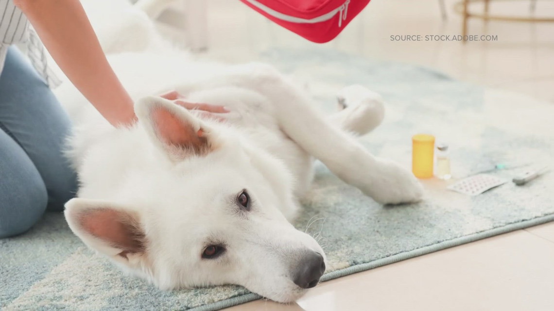 Have an emergency aid kit on hand for your pet [Video]