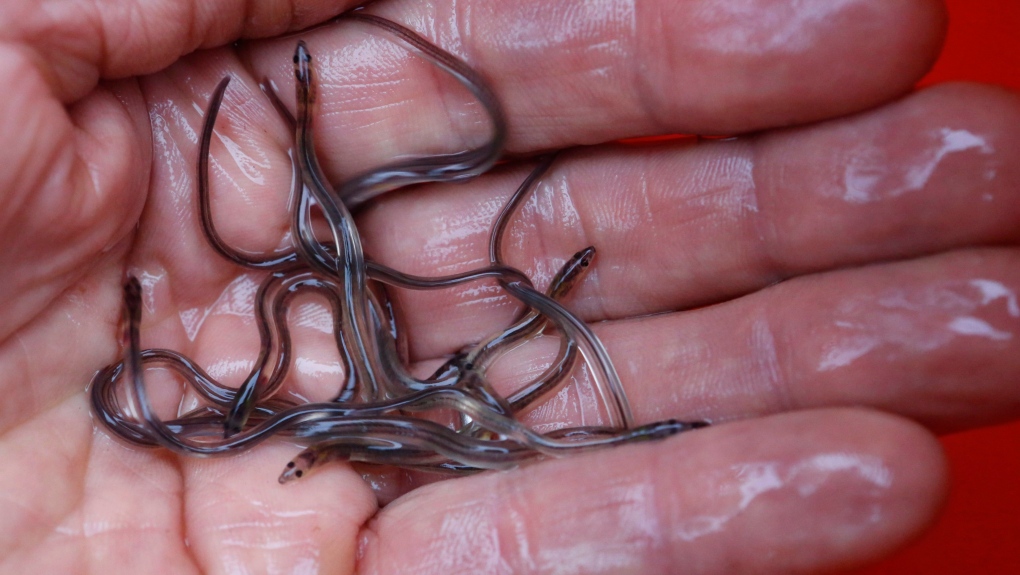 N.S. news: Elvers seized in Yarmouth County [Video]