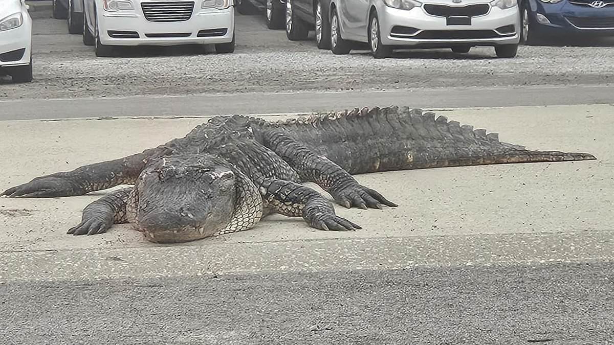 MASSIVE dead alligator left in the middle of Louisiana road causes cars to crash and sends one van heading into the nearby bayou [Video]