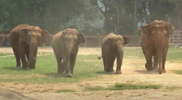 Herd’s Heartwarming Welcome To A New Rescue Elephant [Video]