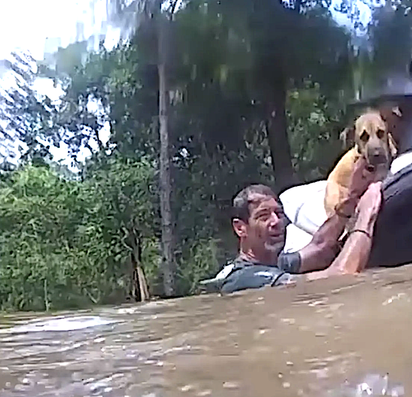 WATCH: Calm Cop Pulls Off Nerve-Wracking Rescue of Dogs, Exhausted Owner Amid Massive Texas Flooding | HNGN [Video]