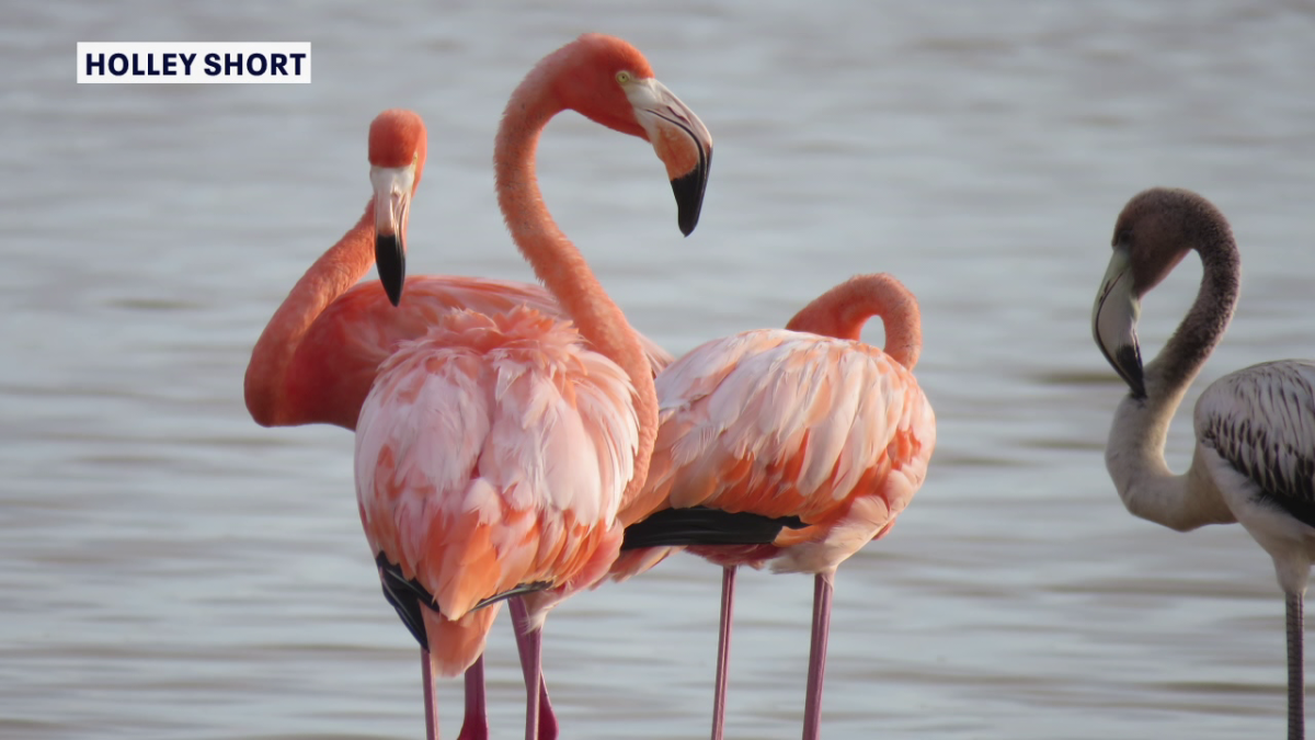 More than 100 wild flamingos counted in Florida, census shows [Video]
