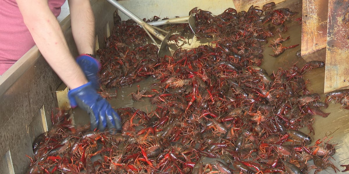 Congresswoman Julia Letlow announces relief for Louisiana crawfish farmers [Video]