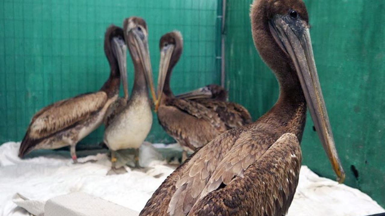 Pelicans are starving and dying along California coastline [Video]