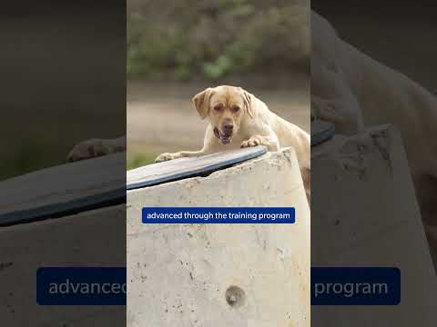 From puppy paws to hero paws! [Video]