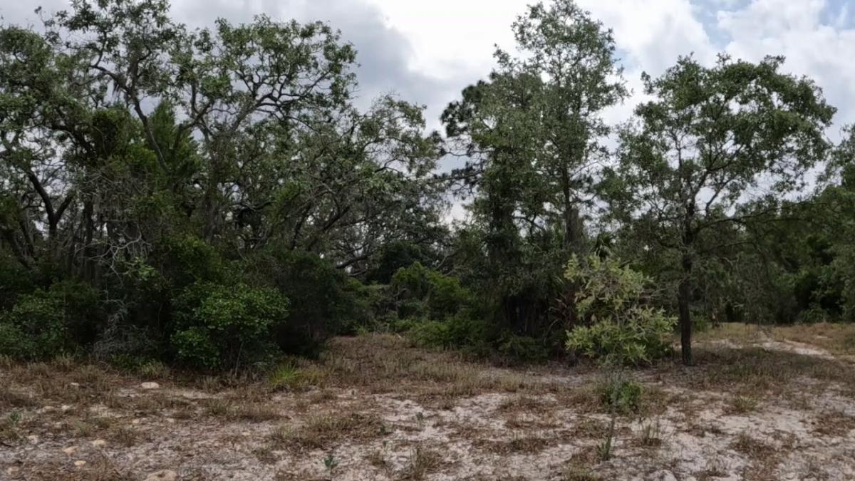 Non-profit trying to preserve 14-acres of Tarpon Springs land endangered species call home [Video]